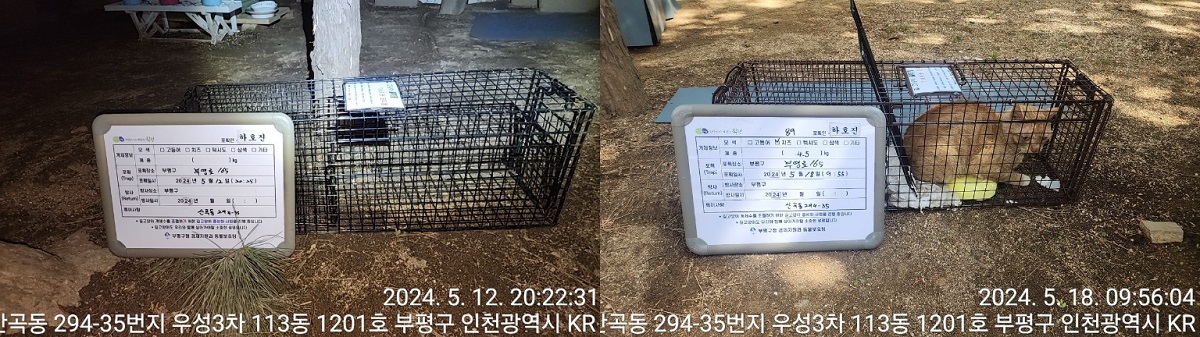 보호중동물사진 공고번호-인천-부평-2024-00153