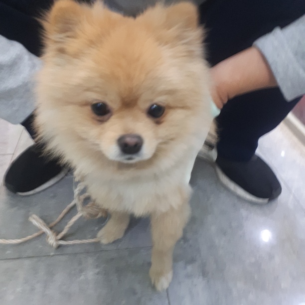 경기 성남 모란야구장에서 포메라니안 구조