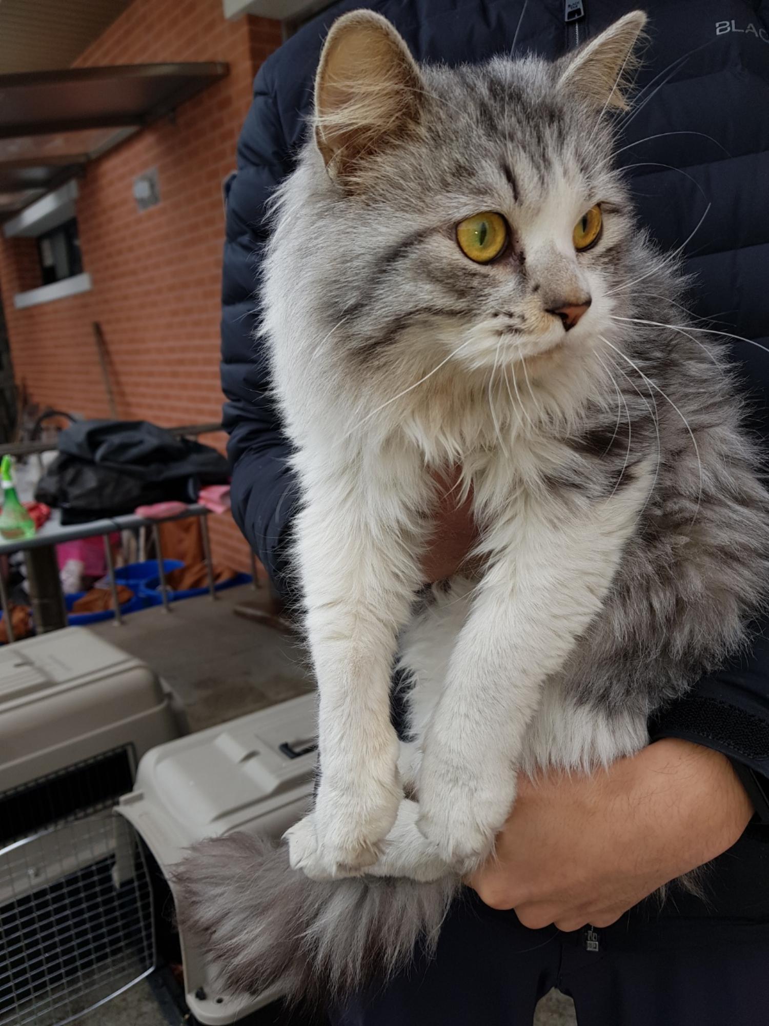 충북 청주 용암동 태산아파트에서 노르웨이숲 고양이 구조