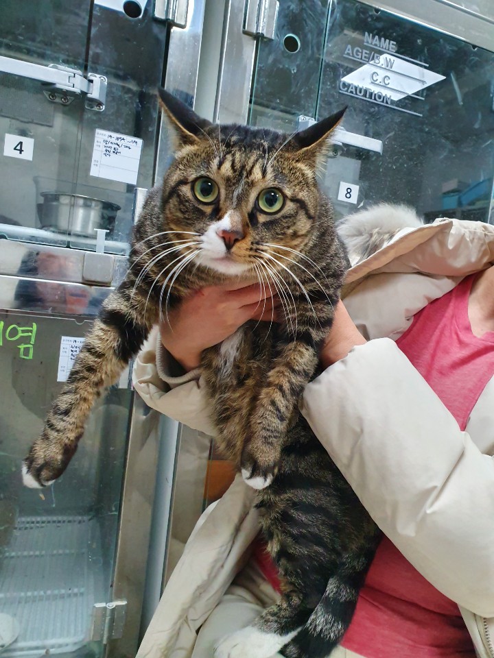 충북 청주 오창 우림필유 아파트에서 고등어색 고양이 구조