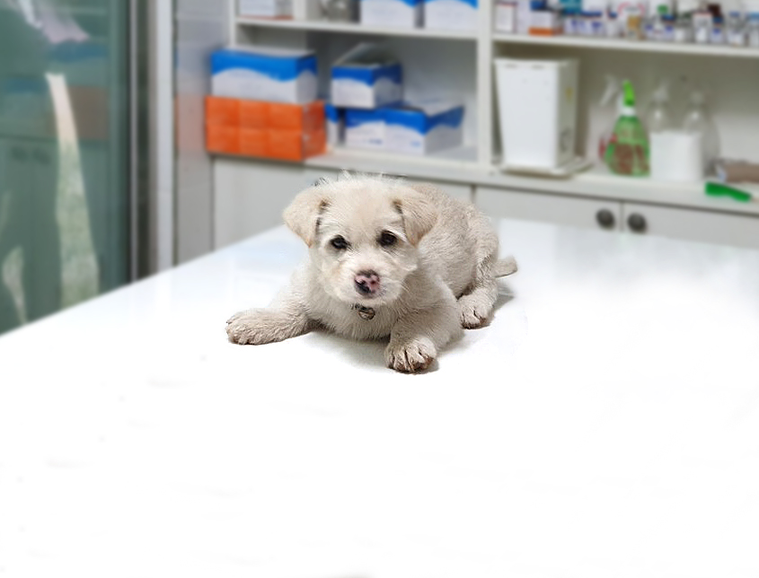 경기 여주 산북면 금품1로에서 파란목끈 방울 강아지 구조