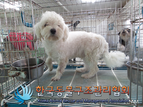 서울 영등포구 신길역 앞에서 말티즈 구조
