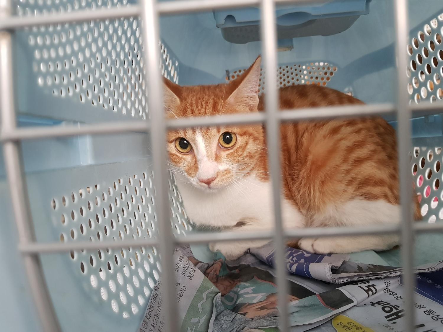 인천 중구 전동공영 주차장에서 치즈색 한국 고양이 구조