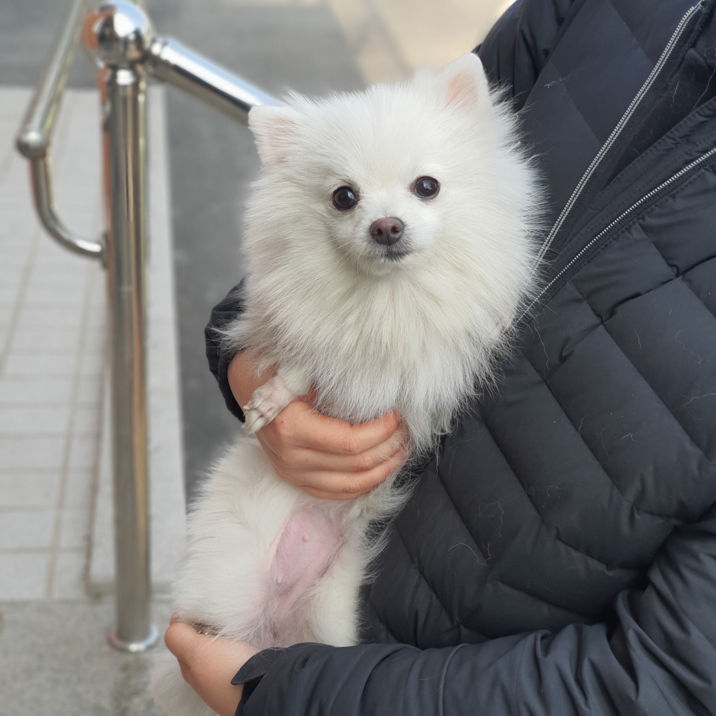 충북 청주 개신동 두진백로1차아파트에서 포메라니안 구조