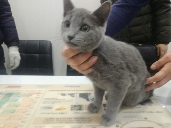경기 파주 운정 도래공원에서 러시안 블루 고양이 구조 경기 파주 운정 도래공원에서 러시안 블루 고양이 구조