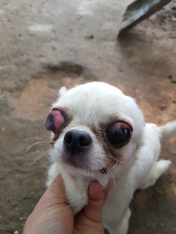 전남 화순 청풍면 대비리에서 치와와 구조