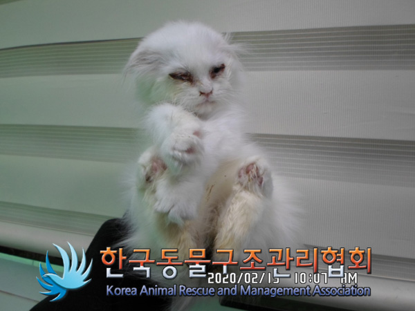 서울 송파 위례포레샤인23단지 화단에 스코티시 폴드 고양이 구조