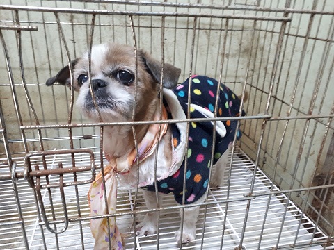 울산 울주에서 주인 사망 시츄 인수 