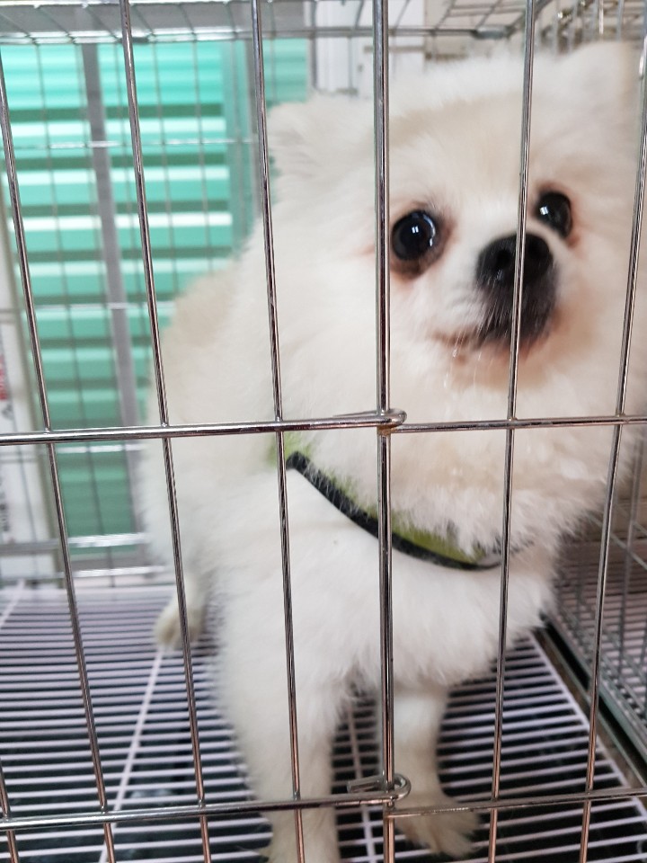 충남 천안 천안축구센터에서 포메라니안 구조