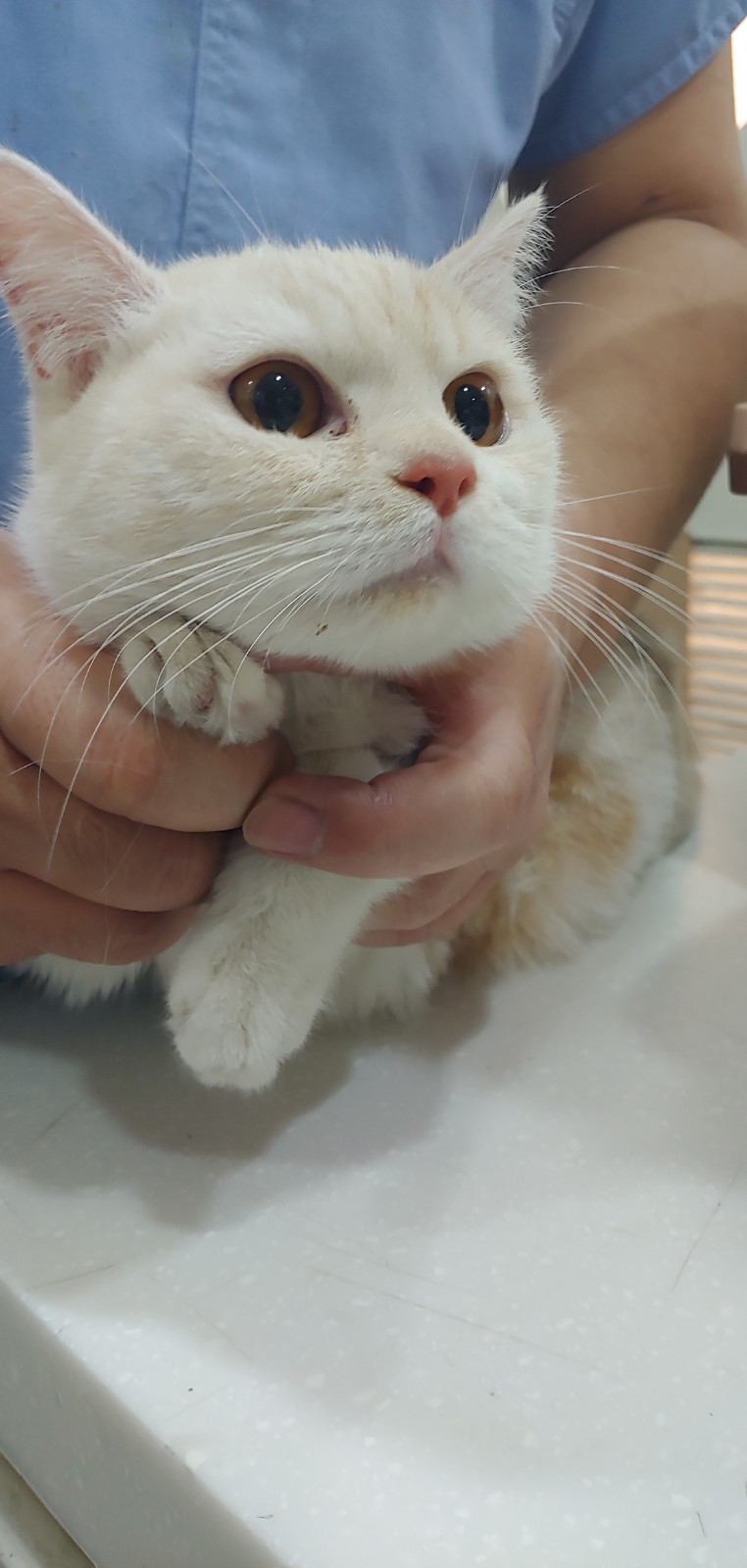 안산 본오동 주택에서 세입자가 버리고 간 브리티시 숏헤어 고양이 구조