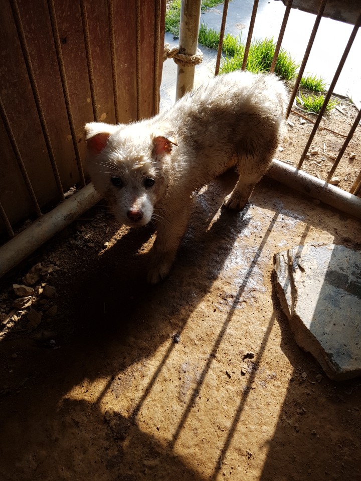 충남 보령 부사호 낚시터 부근에서 흰색 강아지 구조