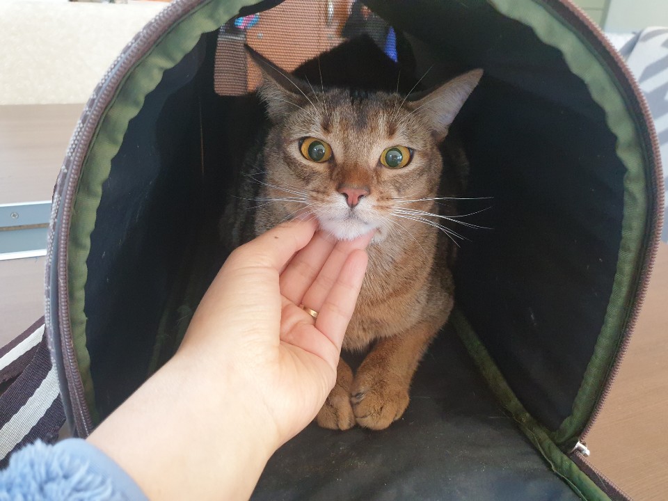 경북 포항 삼흥로 장미아파트 뒤 공원에서 아비시니안 고양이 구조