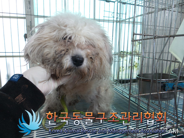 서울 성북구 석관동에서 꼬똥 드 뚤레아 믹스 강아지 구조