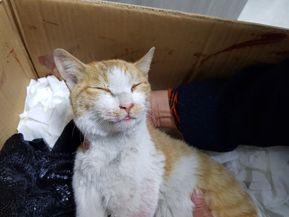 서울 관악구 신림동 도로에서 노흰색 고양이 구조