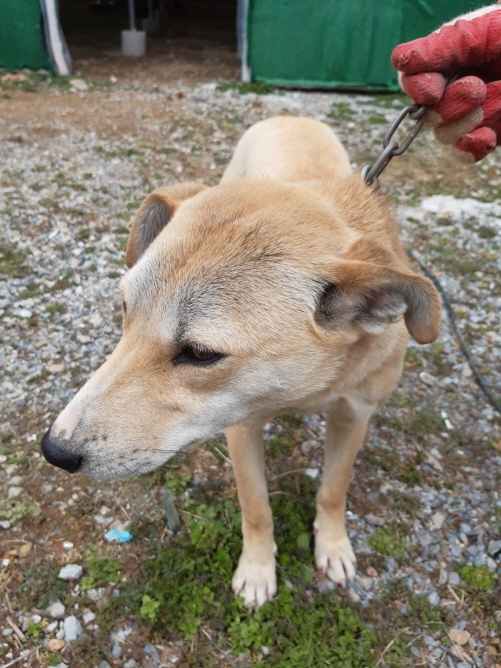 전남 보성 벌교읍 소형관광호텔에서 갈색 강아지 구조