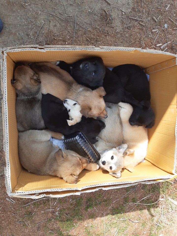 경북 성주 성주로 도로변에 버린 새끼 강아지 9마리 구조