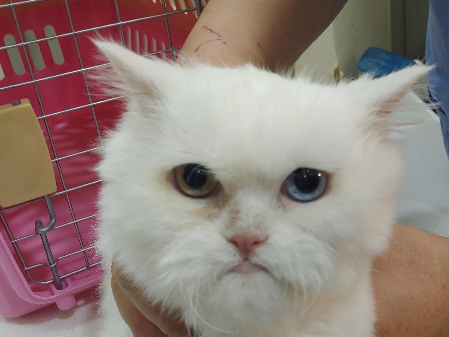 경기 안산 화정동 영어마을 근처에서 페르시안 믹스 고양이 구조