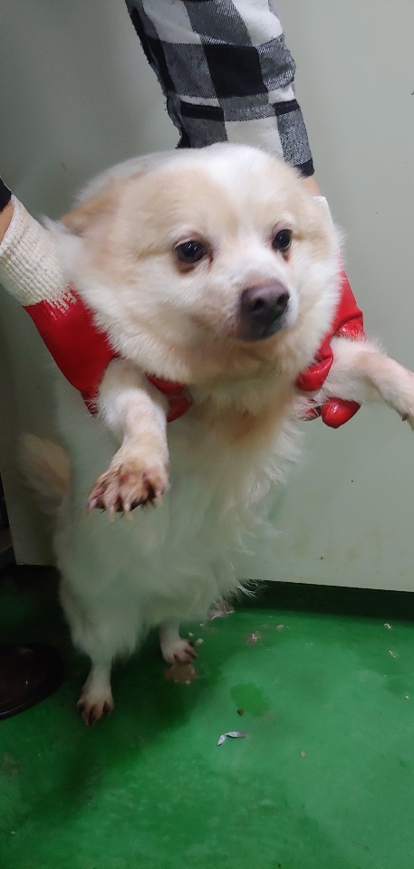 경남 거제 동부면 면사무소 인근에서 연갈색 강아지 구조
