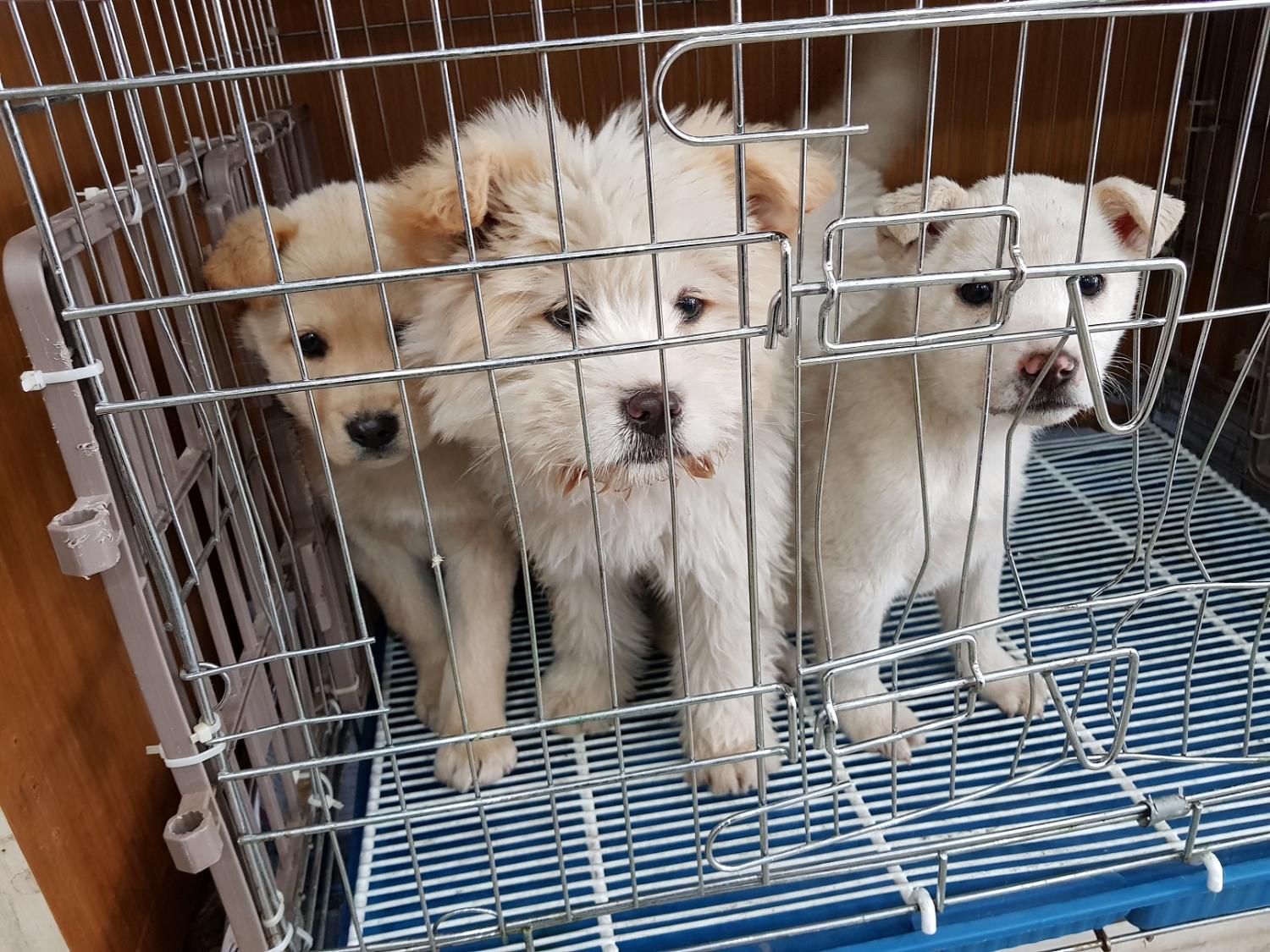 인천 연안부두 밴댕이회무침 건물 옥상에 살던 떠돌이견 4마리 구조 포획
