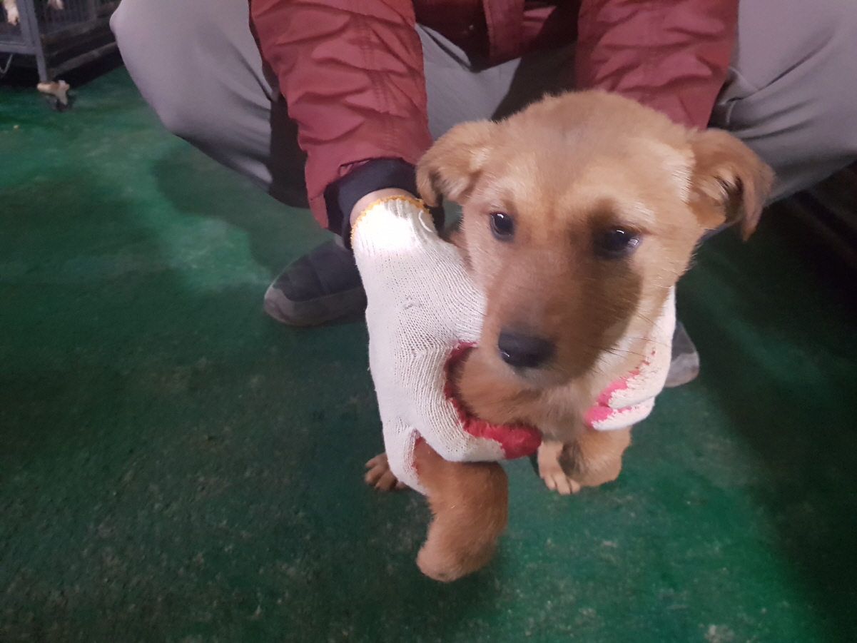 경기 남양주 일패동에서 살구색 어린 강아지 구조