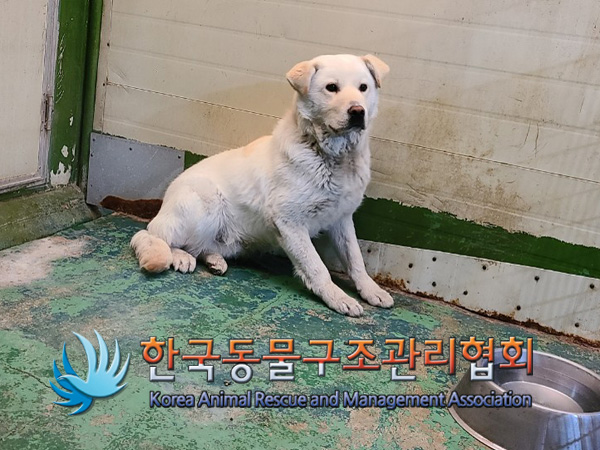 서울 노원구 상계동 양우아파트 앞에서 갈흰색 강아지 구조