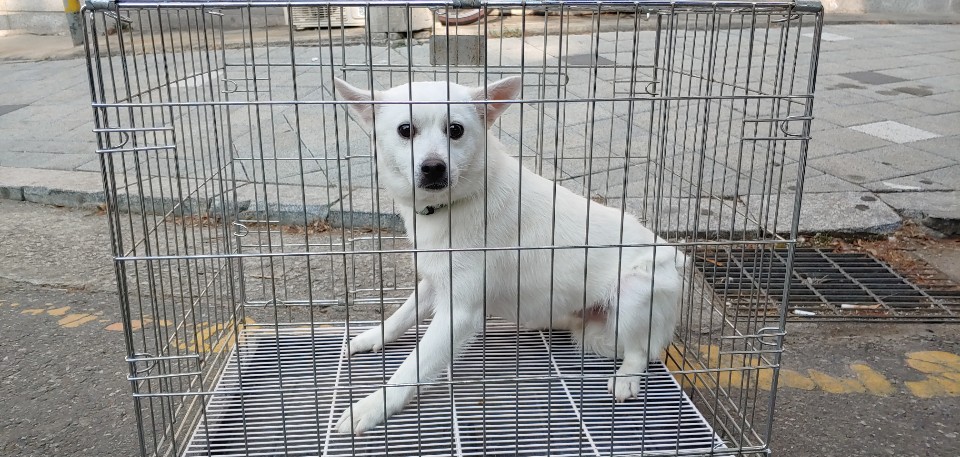 경기 고양 화정도서관에서 초록목줄 흰색 강아지 구조