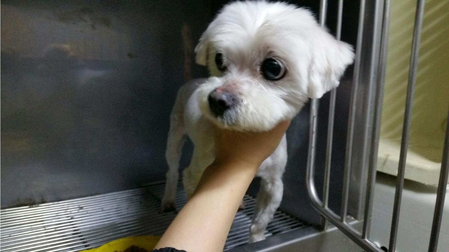 서울 마포구 대흥역에서 털지저분한 말티즈 구조