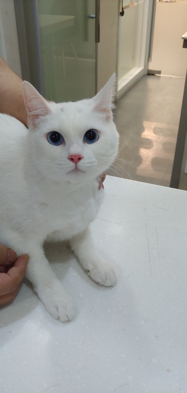 경기 안산 선부역 화장살 앞에 버린 흰색 고양이 발견 구조