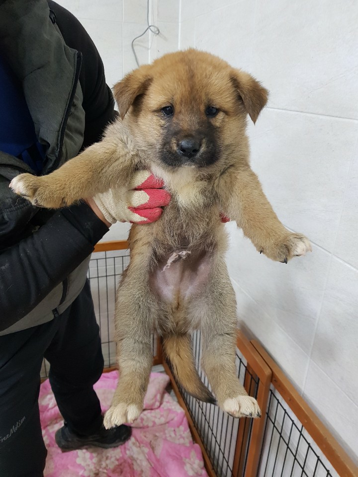 전북 군산 조촌동 커피숍 앞에서 박스에 넣어 유기 연갈색 꼬물이 구조
