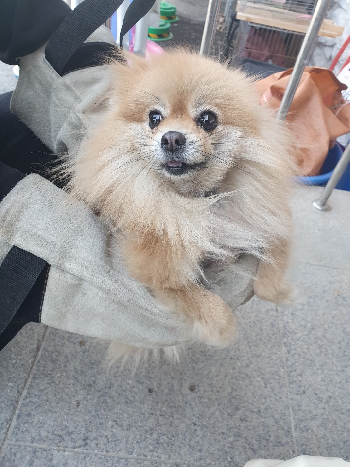 충북 청주 부연낚시터에서 포메라니안 발견 보호