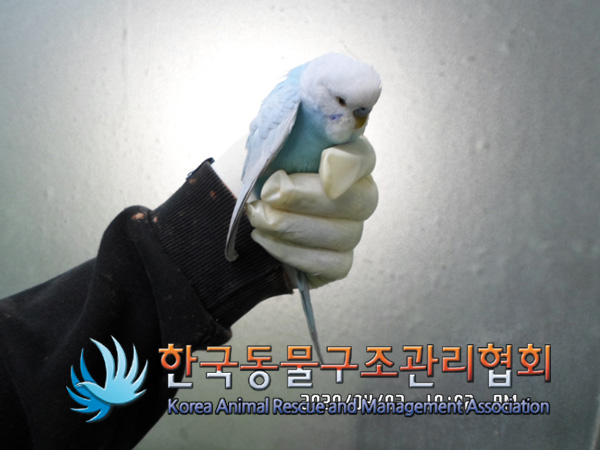 서울 금천구 시흥동 벽산6단지에서 앵무새 발견 보호