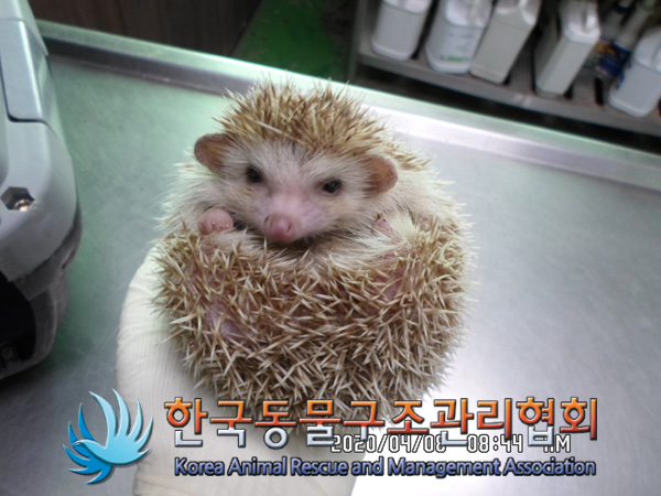 서울 강동구 길동에서 고슴도치 발견 보호