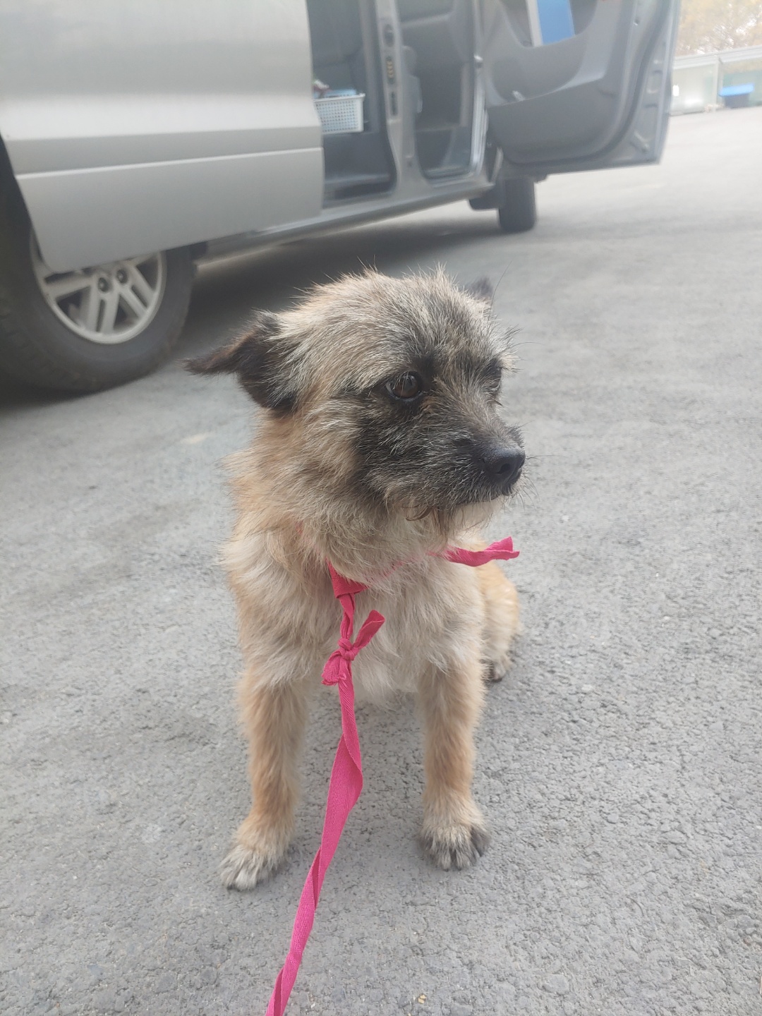 충북 청주 농업기술원에서 갈색 강아지 발견 보호