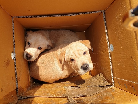 울산 울산동물보호센터에서 샤페이 2마리 발견 보호..박스에 담겨 보호소 앞에 유기