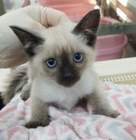 제주 제주시 일도이동에서 샴 고양이 새끼 5마리 발견 보호