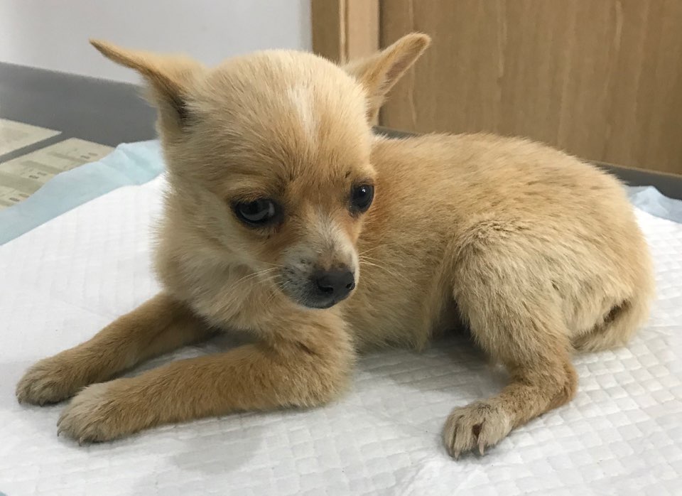 충남 서산 동문동 엘림빌라 근처에서 치와와 믹스 강아지 발견 보호