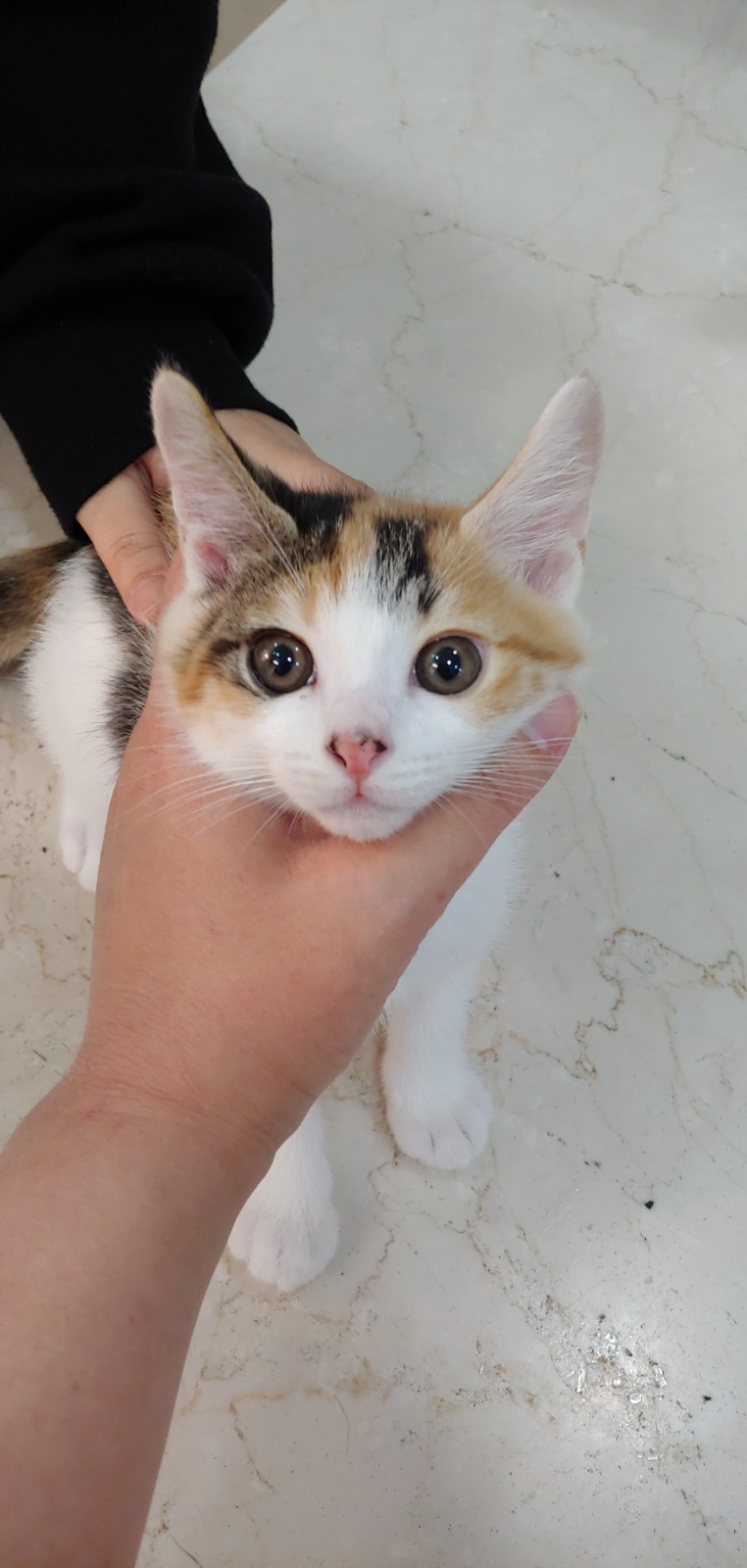 경기 안산 부곡동 시낭공원 근처에서 삼색 고양이 발견 보호