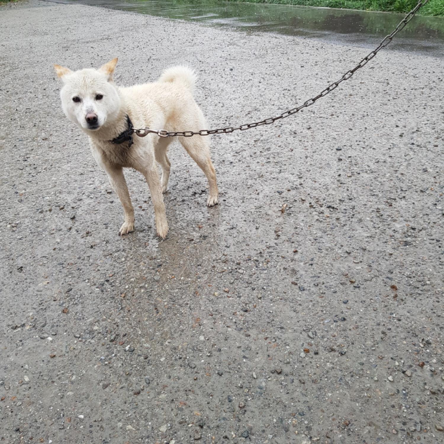 충남 당진 원당이안아파트에서 흰색 강아지 발견 보호.,까만 목줄과 리드줄 착용 