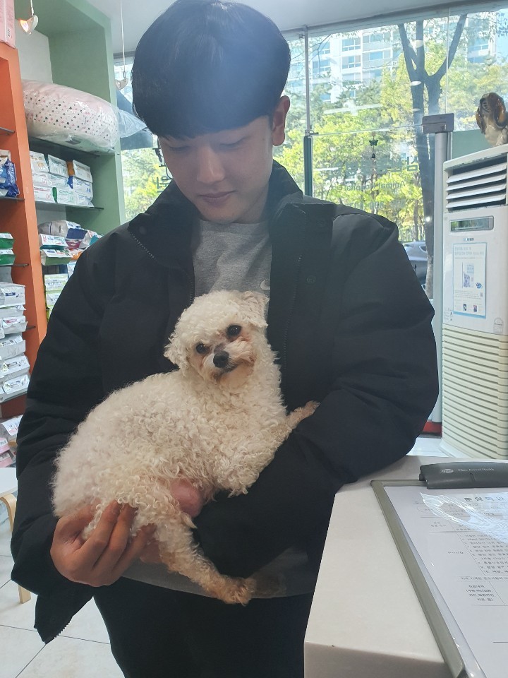 인천 부평 삼산동 해마로빌리지에서 비숑 프리제 발견 보호..가슴줄 착용 