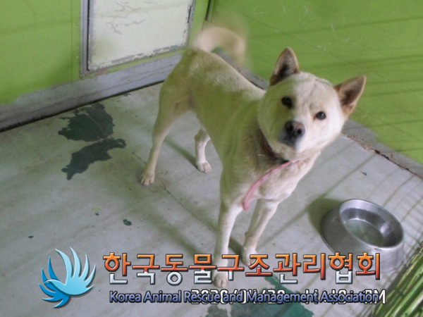 경기 김포 학운리에서 갈흰색 강아지 발견 보호..빨간 목걸이 착용 