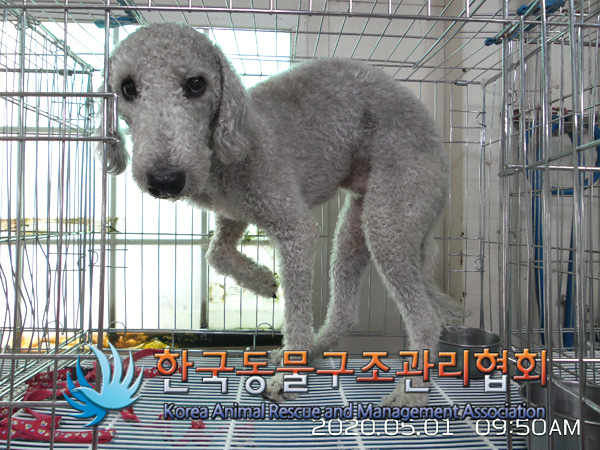 경기 의정부 의정부2동 440-32 인근에서 베들링턴 테리어 발견 보호