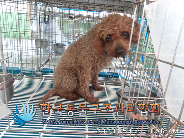 서울 노원구 상계동 신동아아파트 앞에서 푸들 발견 보호