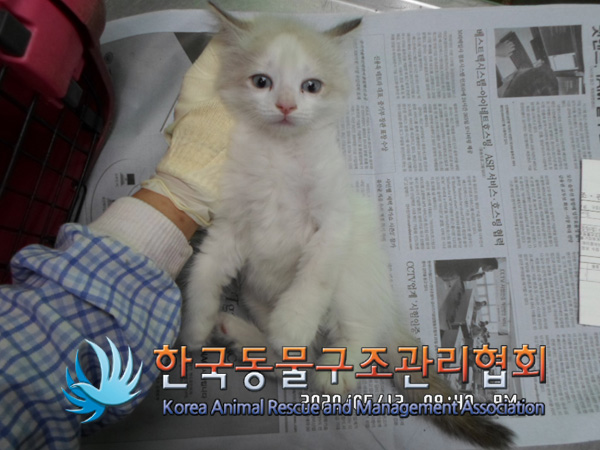 서울 송파구 방이동 GS25 잠실2점 앞에서 렉돌 고양이 발견 보호