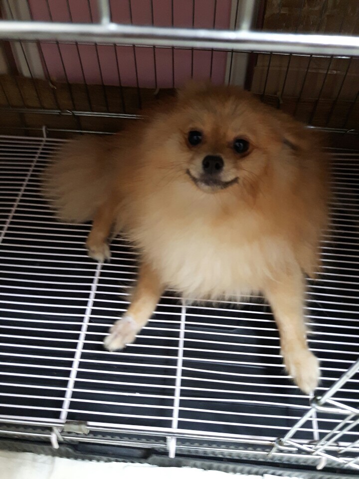 울산 남구 남구청 인근에서 포메라니안 발견 보호