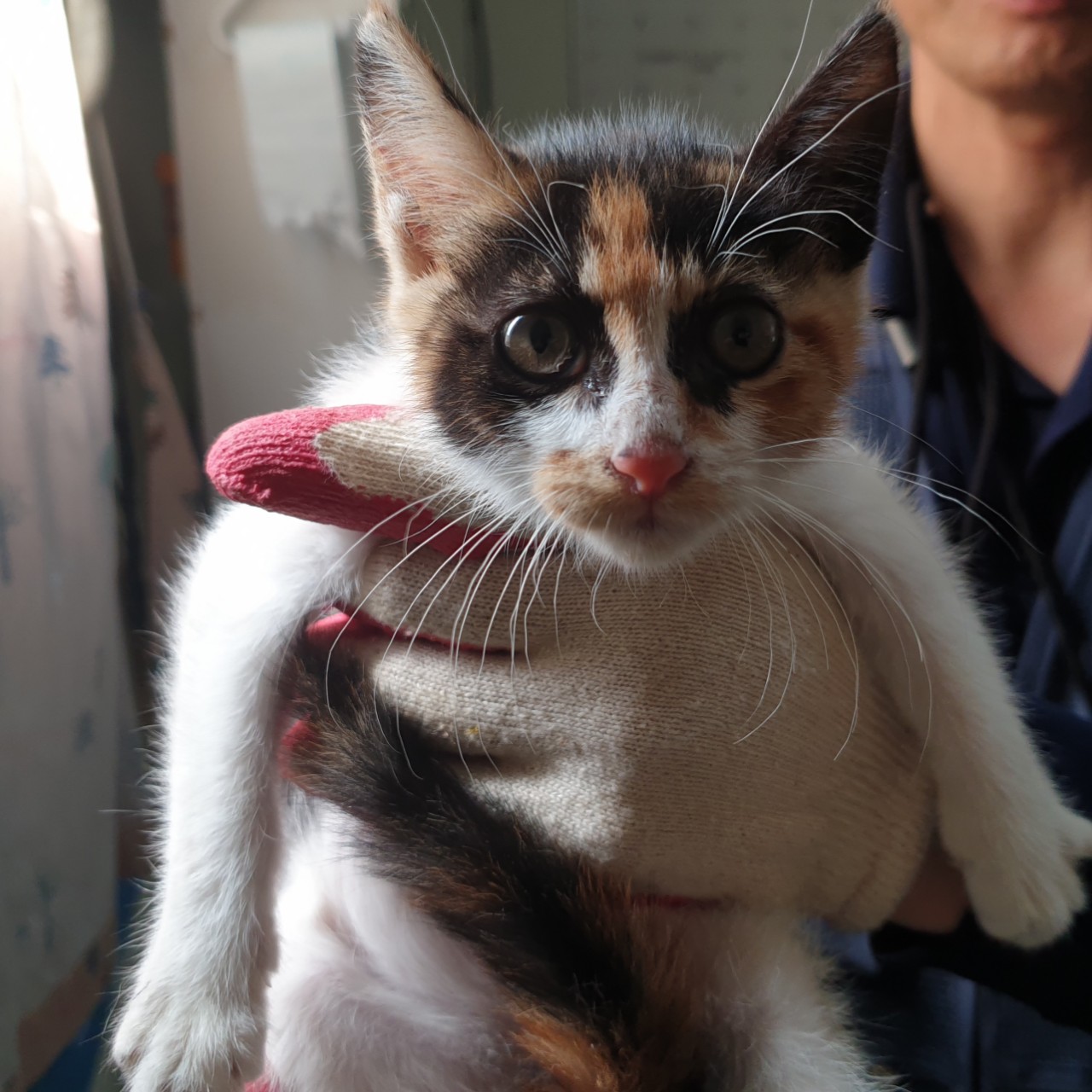충남 아산 모종동 한성필하우스 1차에서 삼색 고양이 발견 보호
