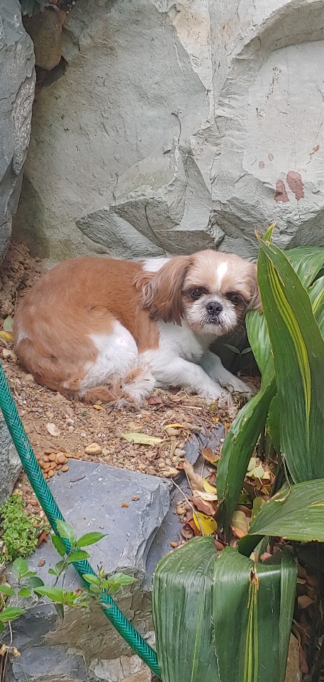 경남 거제 장평 거제중앙교회 화단에서 시츄 발견 보호