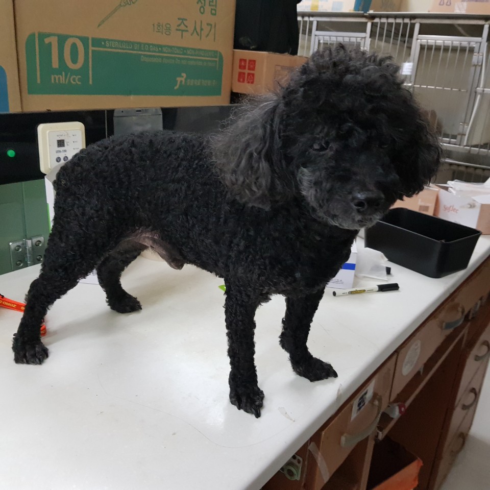 광주 광산구 쌍암동에서 푸들 발견 보호