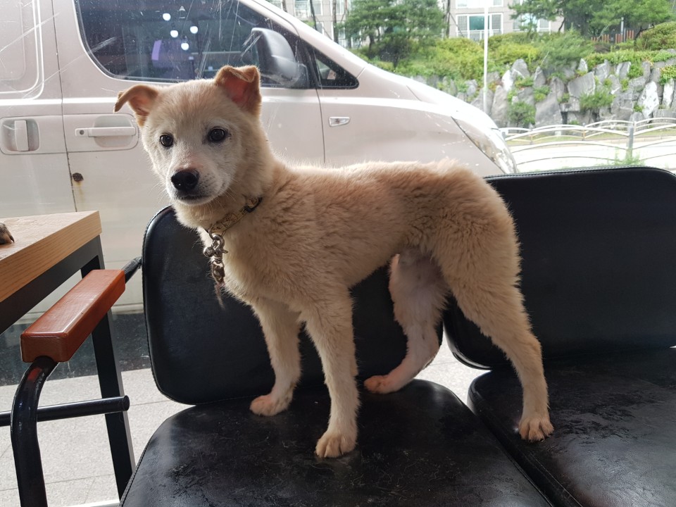 경기 광주시 역동에서 흰색 강아지 발견 보호