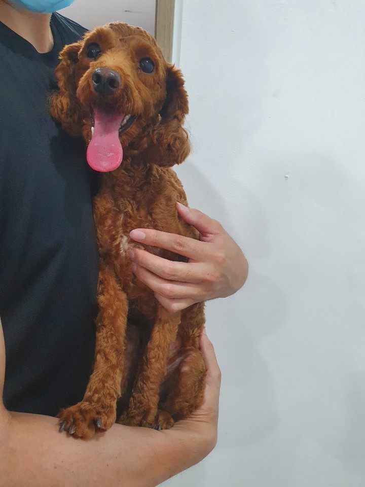 충북 청주 청원구 오창읍 덕성그린아파트에서 푸들 발견 보호