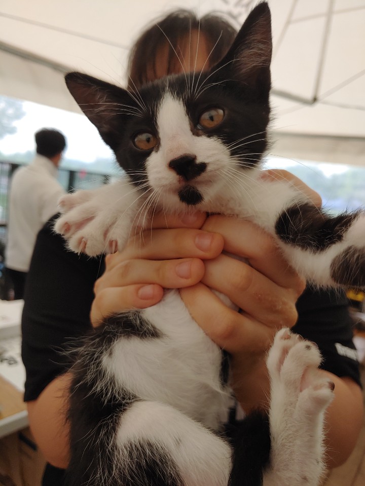 전북 군산시 산북동 시영아파트1차에서 검흰색 어린 고양이 발견 보호